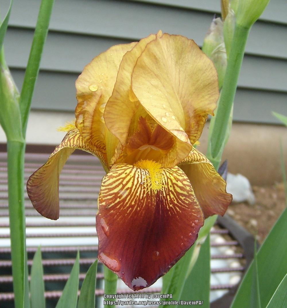 Photo of Tall Bearded Iris (Iris 'Miss Aravilla') uploaded by DaveinPA