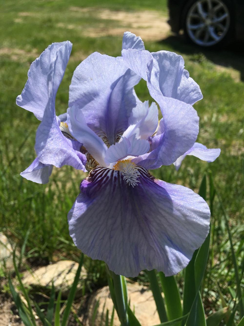 Photo of Intermediate Bearded Iris (Iris 'Fantastic Blue') uploaded by Lbsmitty