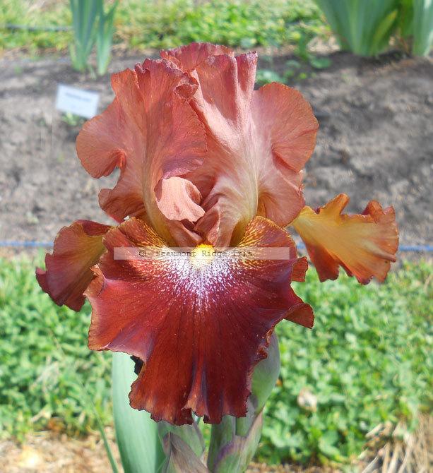 Photo of Tall Bearded Iris (Iris 'Smoking Embers') uploaded by TBMan