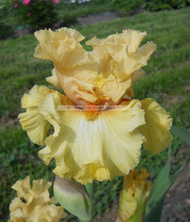 Photo of Tall Bearded Iris (Iris 'Passionately Yours') uploaded by TBMan