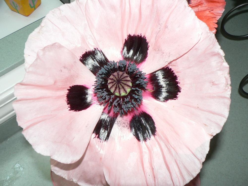 Photo of Poppies (Papaver) uploaded by bumplbea