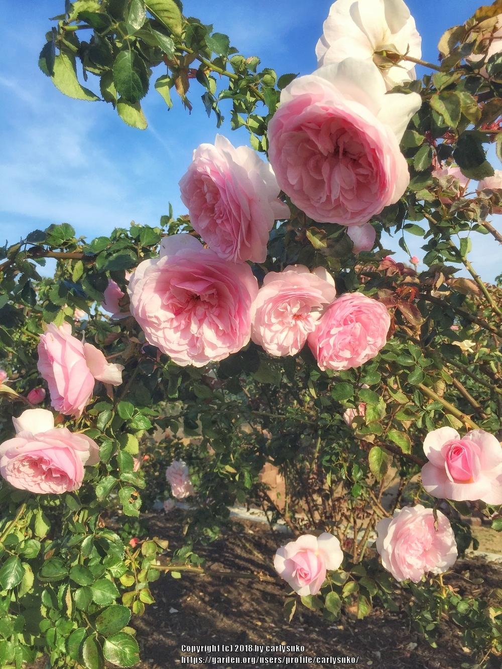 Photo of Rose (Rosa 'Spirit of Freedom') uploaded by carlysuko