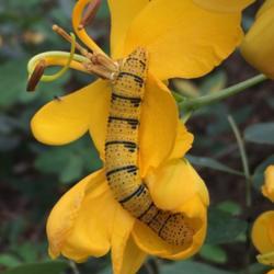 Location: My garden in Old Town, Fl
Date: 2017-11-12
Cassia bloom with Sulpher Caterpillar