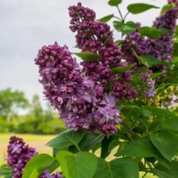 Location: Clinton, Michigan 49236
Date: 2018-05-17
"Syringa vulgaris 'Lavender Lady', 2018 photo, Lilac, , USDA Hard