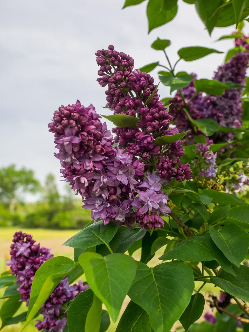 Photo of Lilac (Syringa x hyacinthiflora 'Lavender Lady') uploaded by frankrichards16