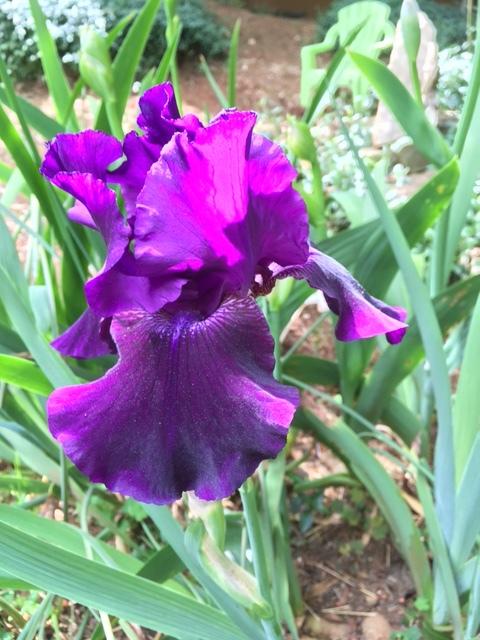Photo of Tall Bearded Iris (Iris 'Rosalie Figge') uploaded by lharvey16