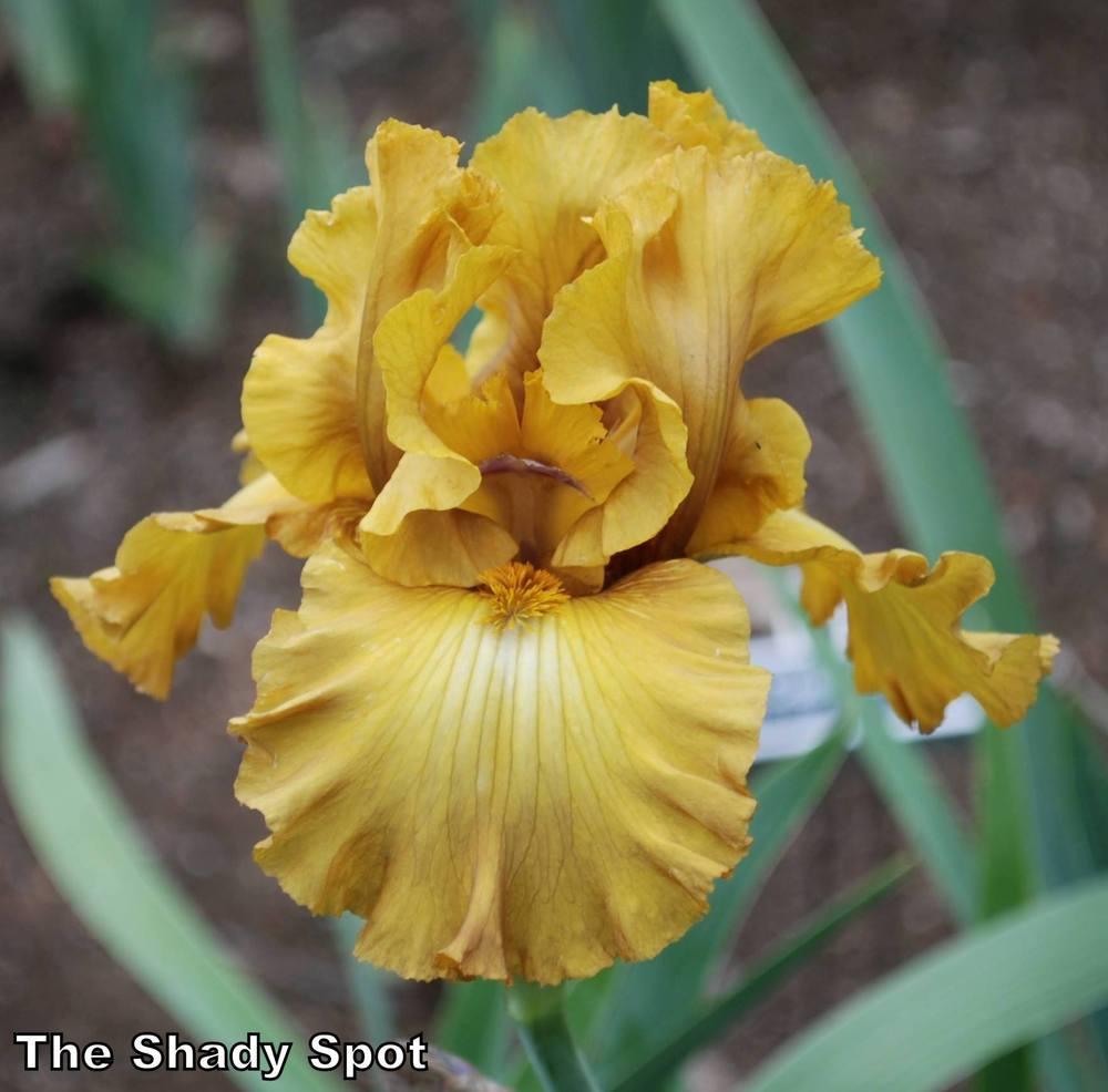Photo of Tall Bearded Iris (Iris 'Smoked Gouda') uploaded by lovemyhouse