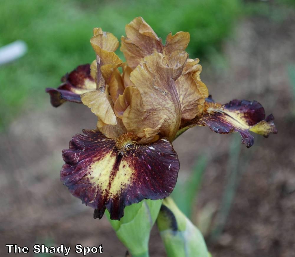 Photo of Intermediate Bearded Iris (Iris 'Masked Bandit') uploaded by lovemyhouse