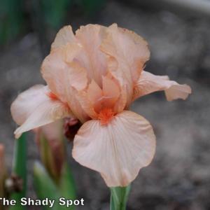 Image courtesy of The Shady Spot Iris. All rights reserved.