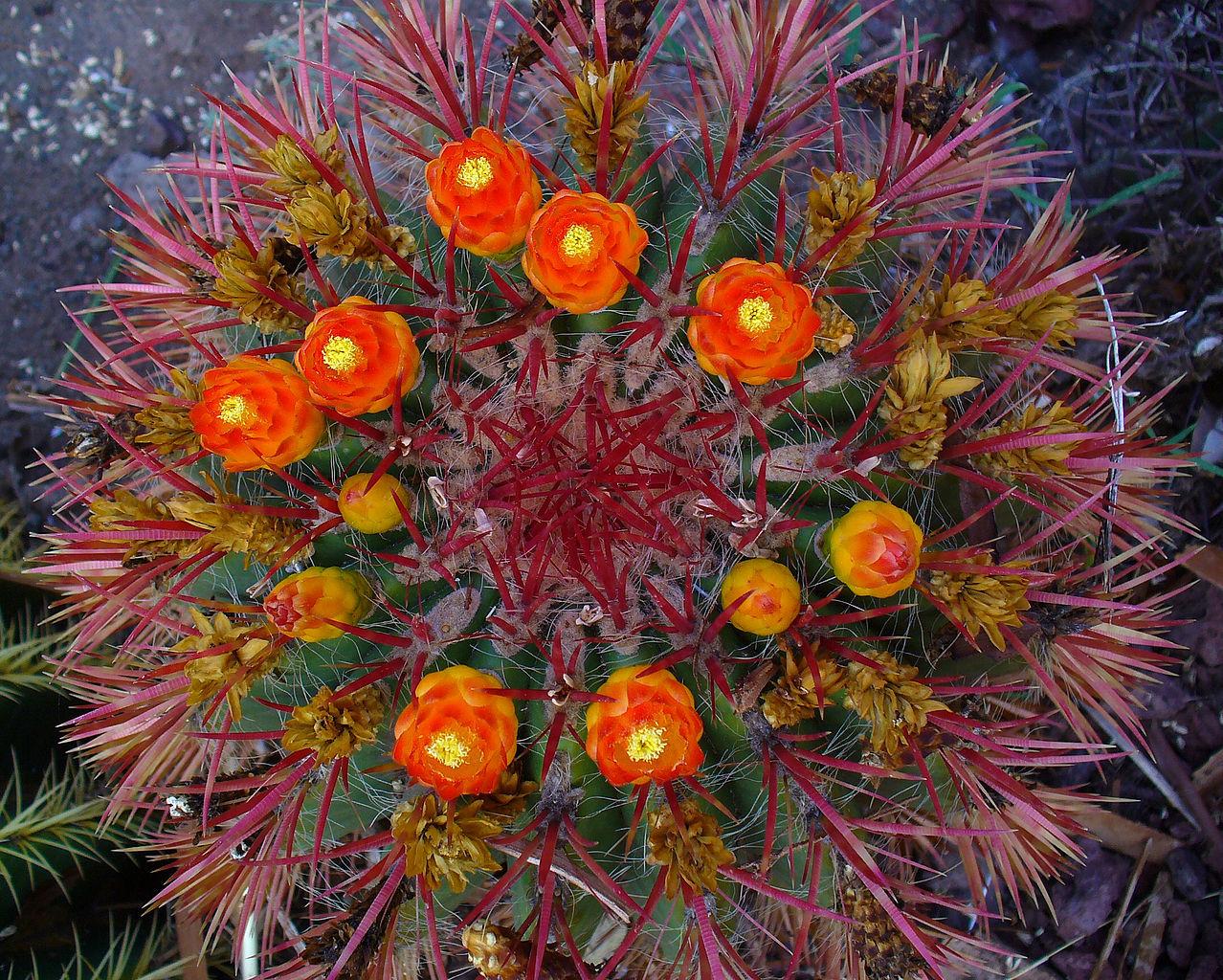 Photo of Fire Barrel Cactus (Ferocactus gracilis) uploaded by robertduval14