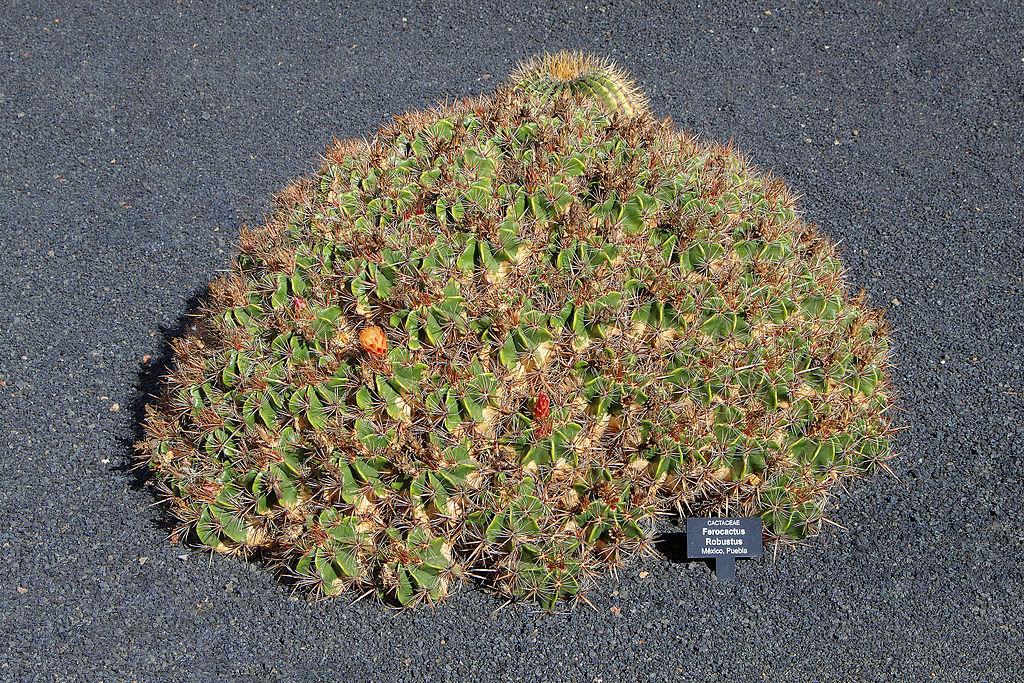 Photo of Barrel Cactus (Ferocactus robustus) uploaded by robertduval14