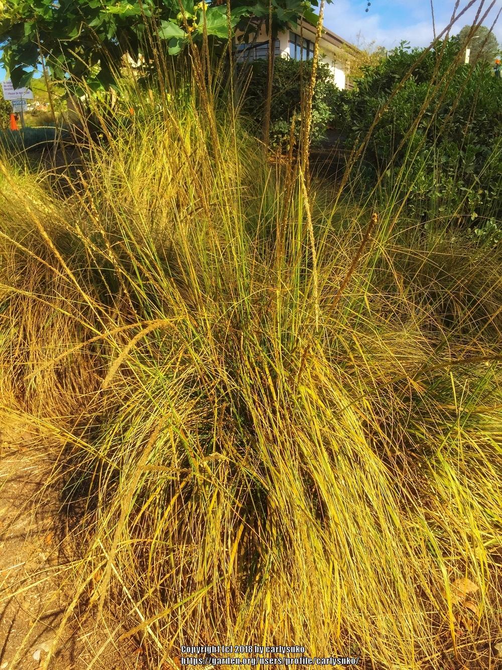 Photo of Deergrass (Muhlenbergia rigens) uploaded by carlysuko