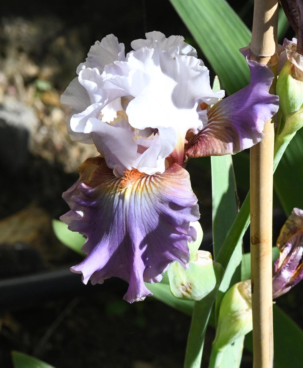 Photo of Tall Bearded Iris (Iris 'Bronze Heart') uploaded by cliftoncat
