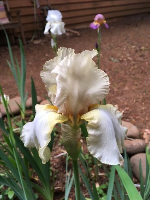 Photo of Tall Bearded Iris (Iris 'Green and Gifted') uploaded by lharvey16