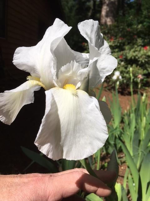 Photo of Tall Bearded Iris (Iris 'Immortality') uploaded by lharvey16