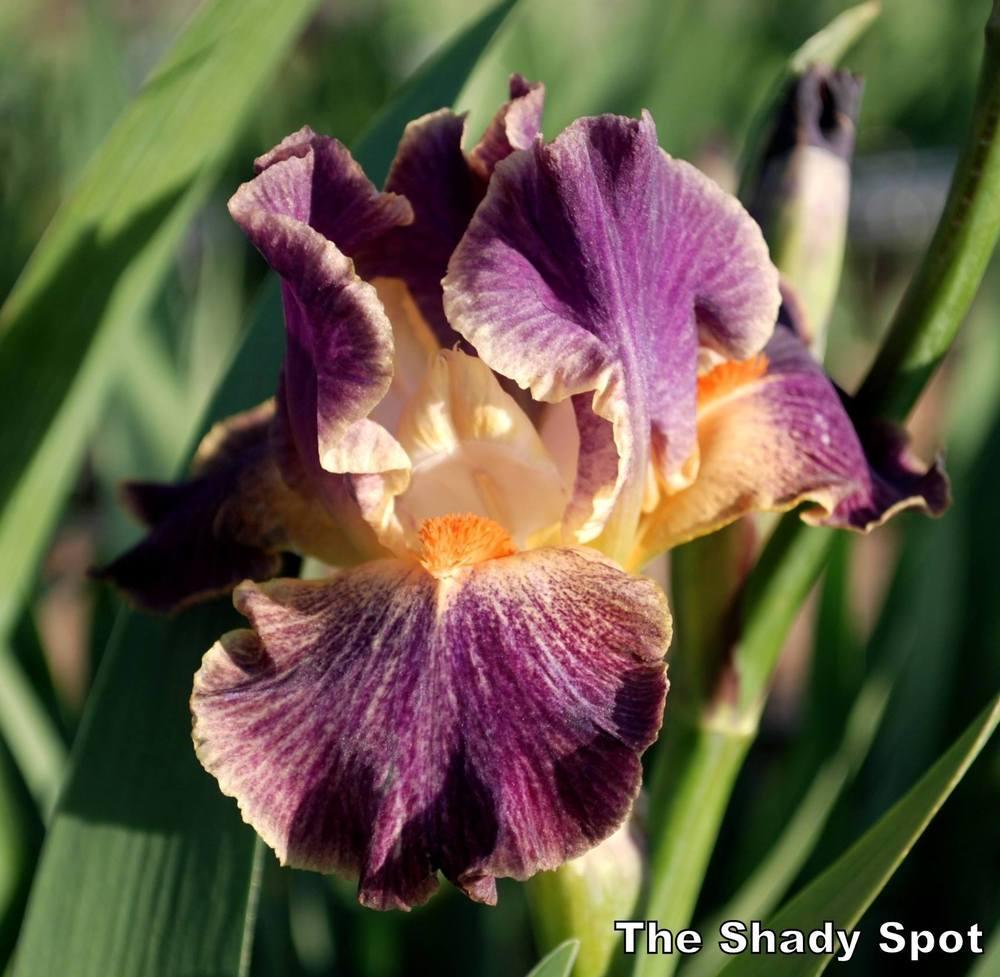 Photo of Intermediate Bearded Iris (Iris 'Eyedazzler') uploaded by lovemyhouse