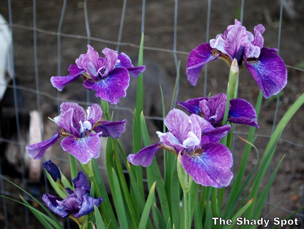 Photo of Siberian Iris (Iris 'Roaring Jelly') uploaded by lovemyhouse
