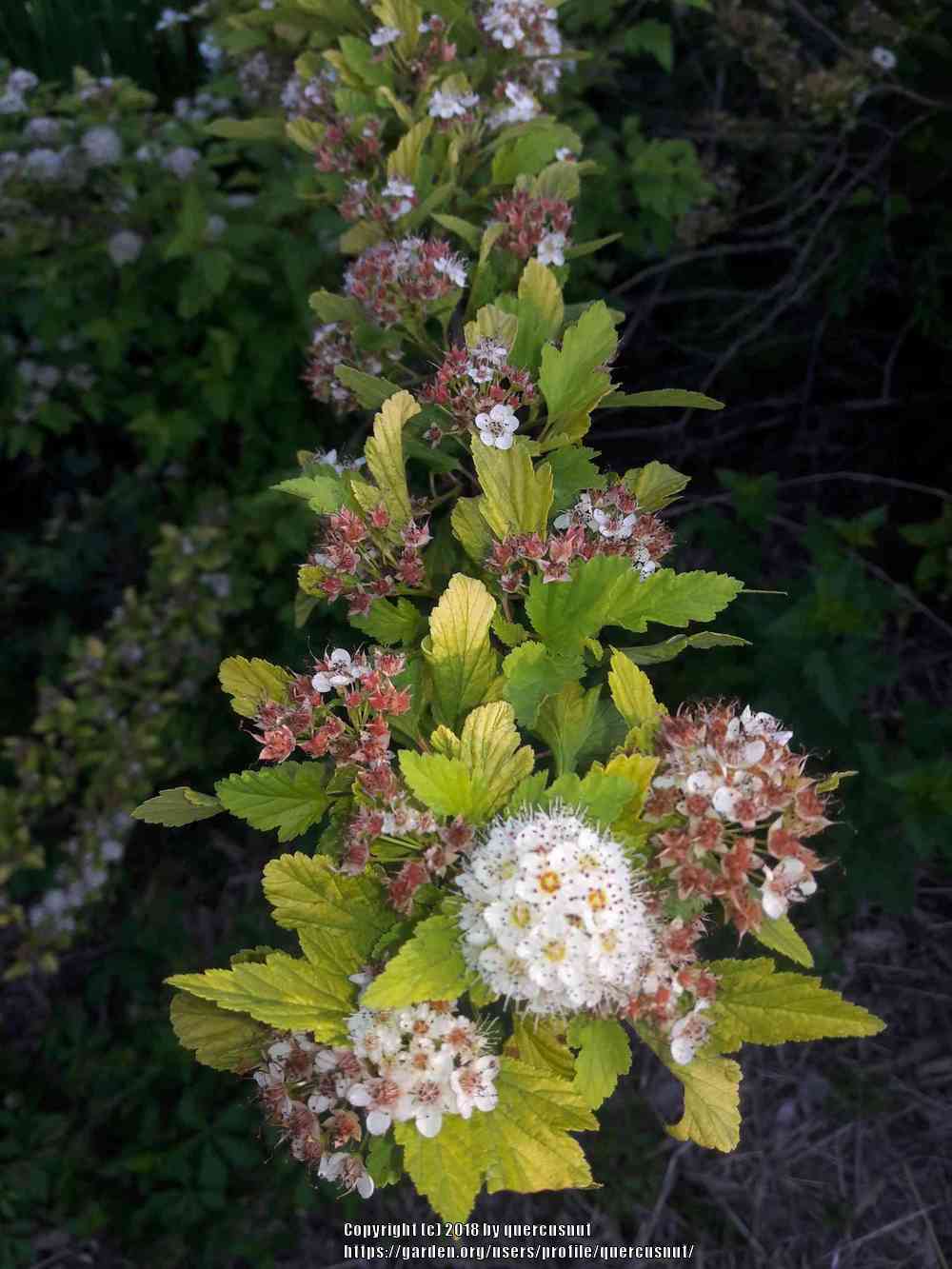Photo of Eastern Ninebark (Physocarpus opulifolius 'Dart's Gold') uploaded by quercusnut