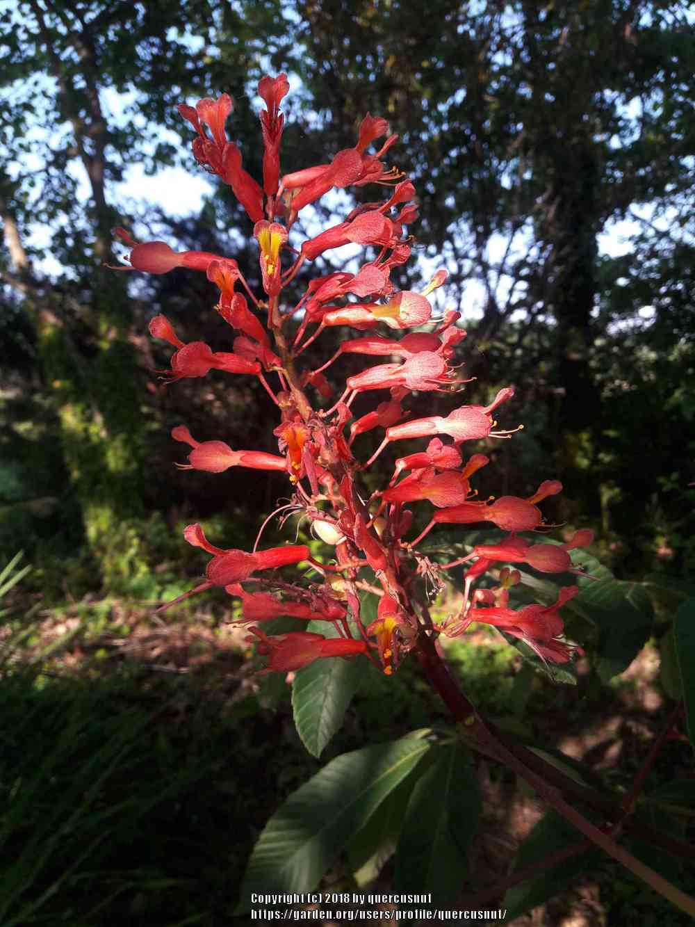 Photo of Red Buckeye (Aesculus pavia) uploaded by quercusnut