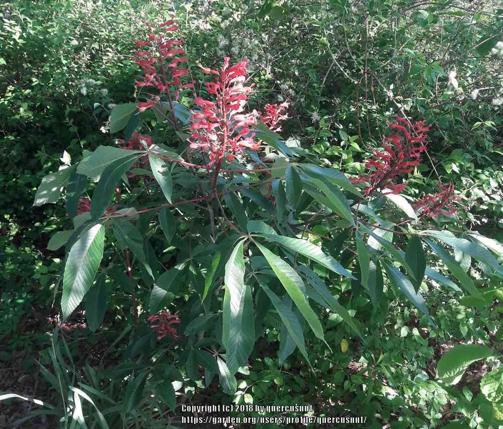 Photo of Red Buckeye (Aesculus pavia) uploaded by quercusnut