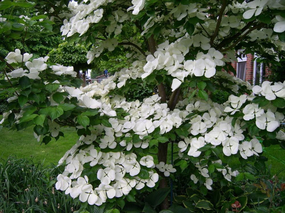 Photo of Flowering Dogwood (Cornus Venus®) uploaded by Caruso