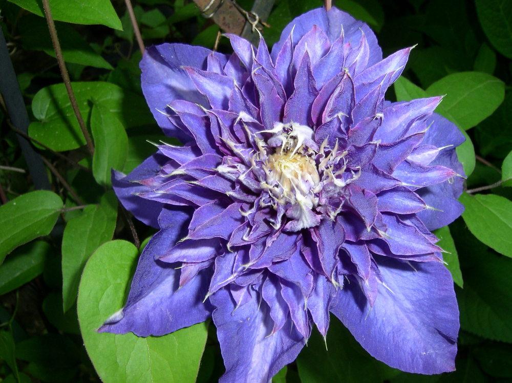 Photo of Clematis 'Multi Blue' uploaded by Caruso