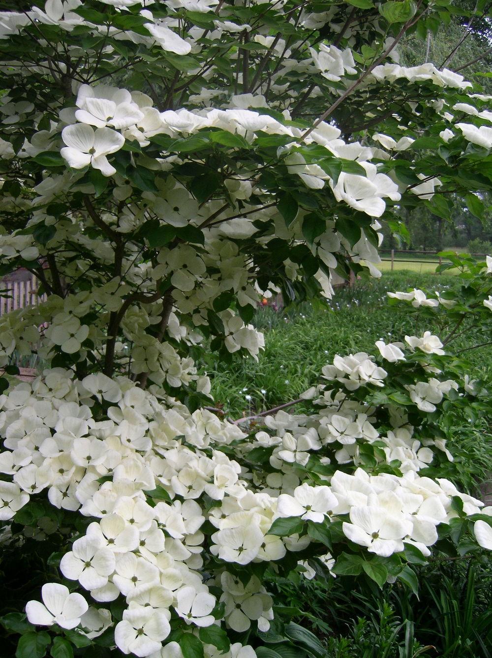 Photo of Flowering Dogwood (Cornus Venus®) uploaded by Caruso