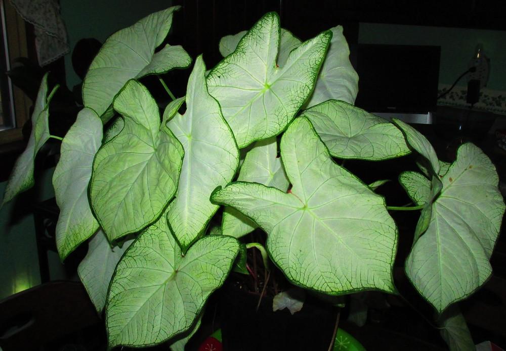 Photo of Fancy-leaf Caladium (Caladium 'Florida Moonlight') uploaded by Deby