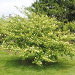 Location: Downingtown, Pennsylvania
Date: 2018-05-14
maturing tree in bloom