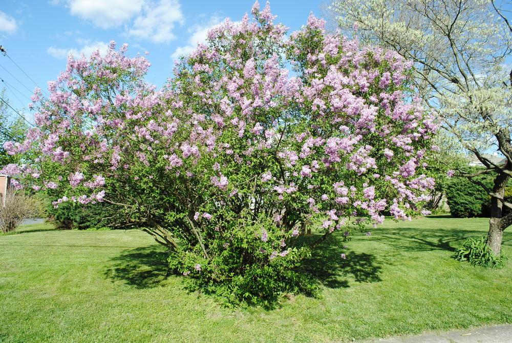 Photo of Persian Lilac (Syringa persica) uploaded by ILPARW