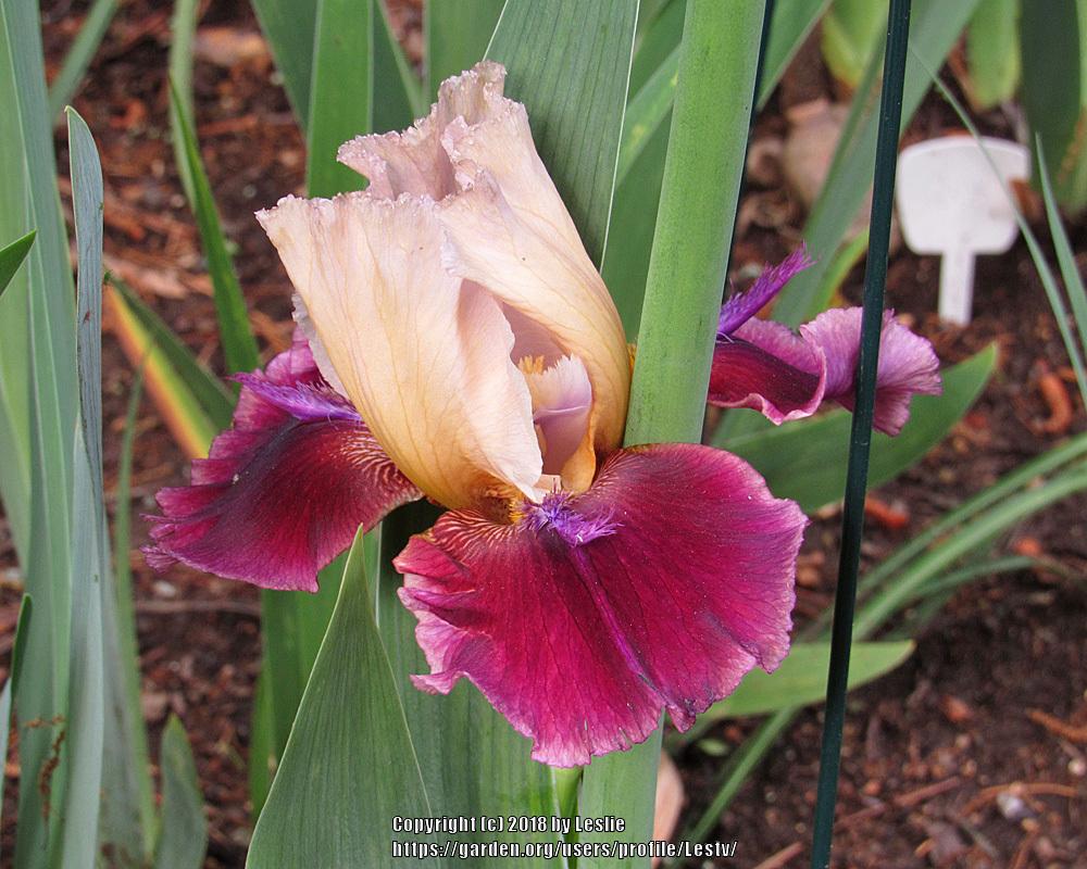 Photo of Tall Bearded Iris (Iris 'Source of Course') uploaded by Lestv