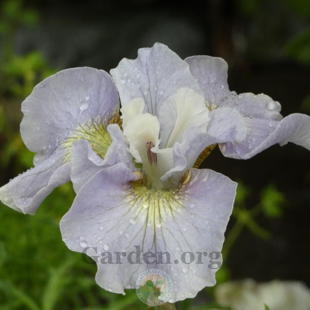 Photo of Siberian Iris (Iris 'Dawn Waltz') uploaded by Patty