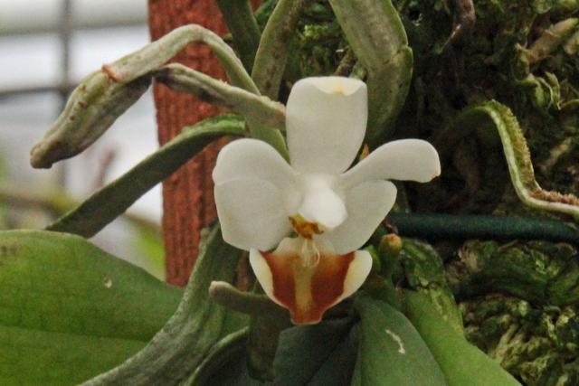 Photo of Orchid (Phalaenopsis lobbii) uploaded by RuuddeBlock