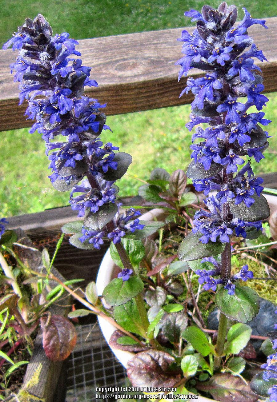 Photo of Bugleweed (Ajuga reptans) uploaded by Strever