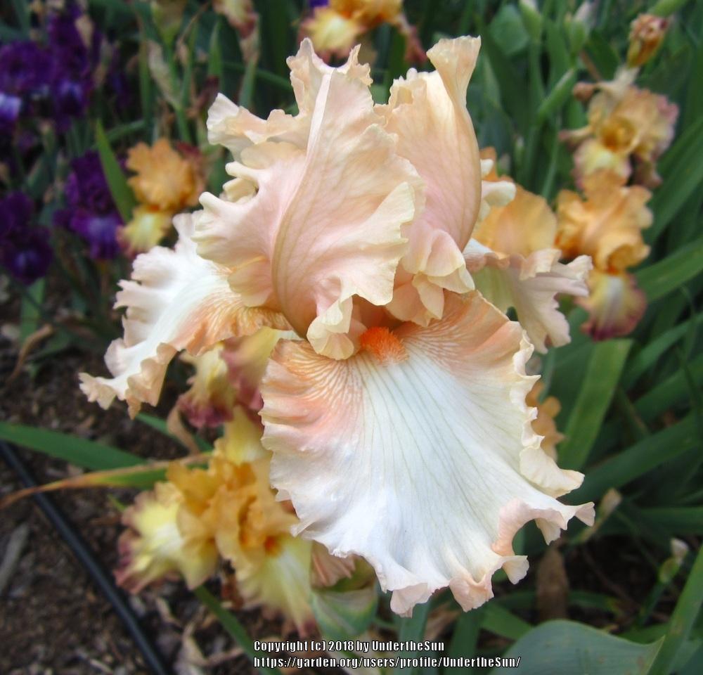 Photo of Tall Bearded Iris (Iris 'Peaches and Dreams') uploaded by UndertheSun