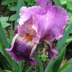 Location: My garden, Pequea, Pennsylvania USA
Date: 2018-05-19
First bloom ever in my garden; rain, rain, rain!