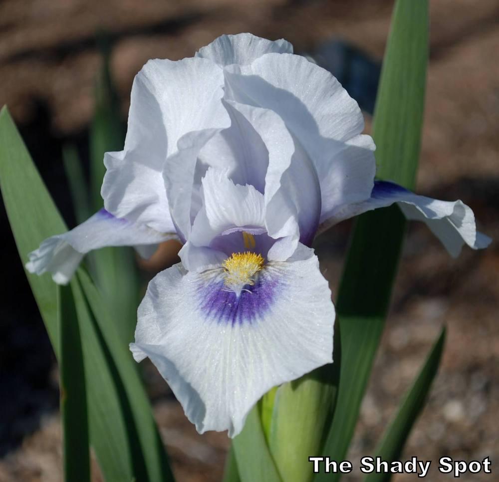Photo of Arilbred Iris (Iris 'Desert Snow') uploaded by lovemyhouse
