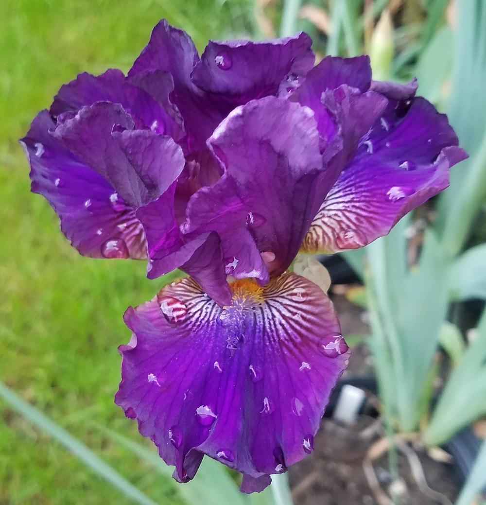 Photo of Intermediate Bearded Iris (Iris 'Oodles') uploaded by mesospunky