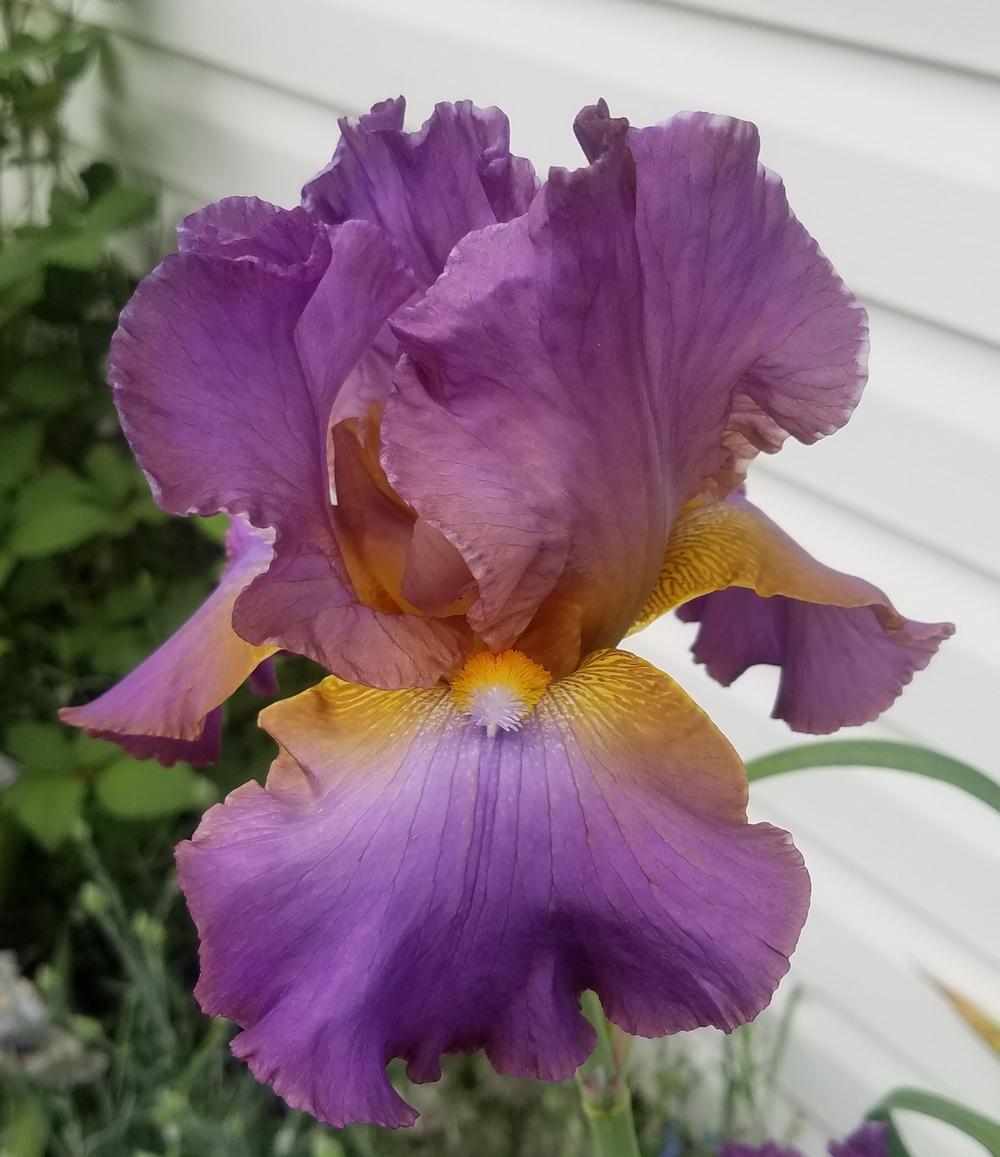 Photo of Tall Bearded Iris (Iris 'Durham Dream') uploaded by mesospunky