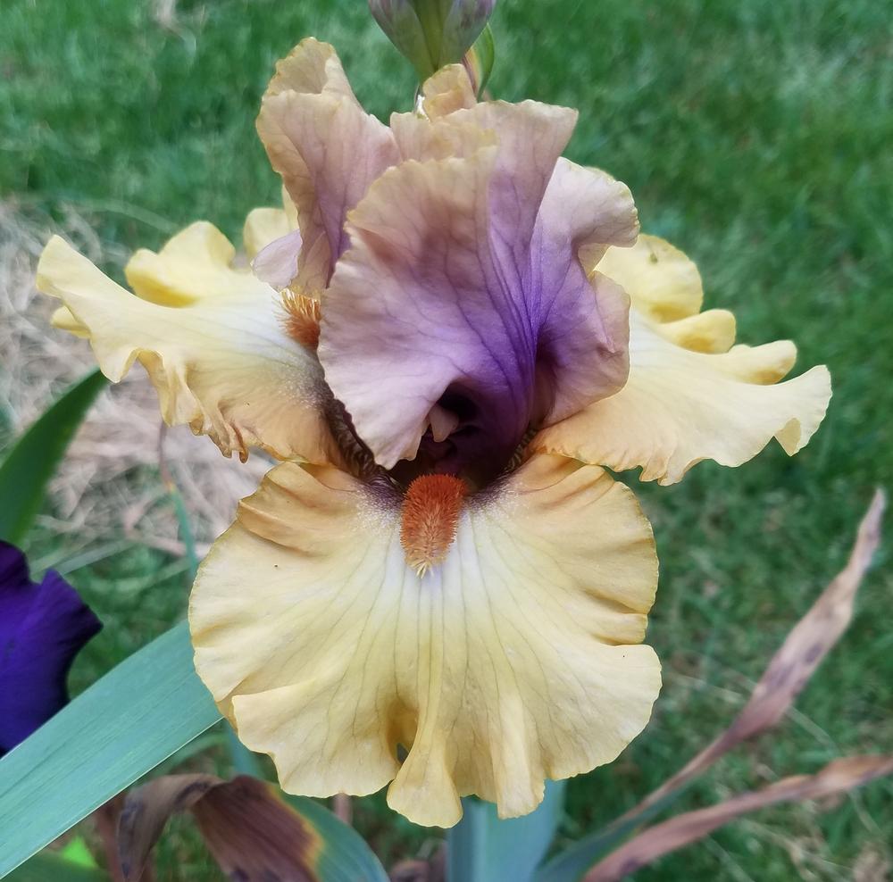 Photo of Tall Bearded Iris (Iris 'Desert Moth') uploaded by mesospunky