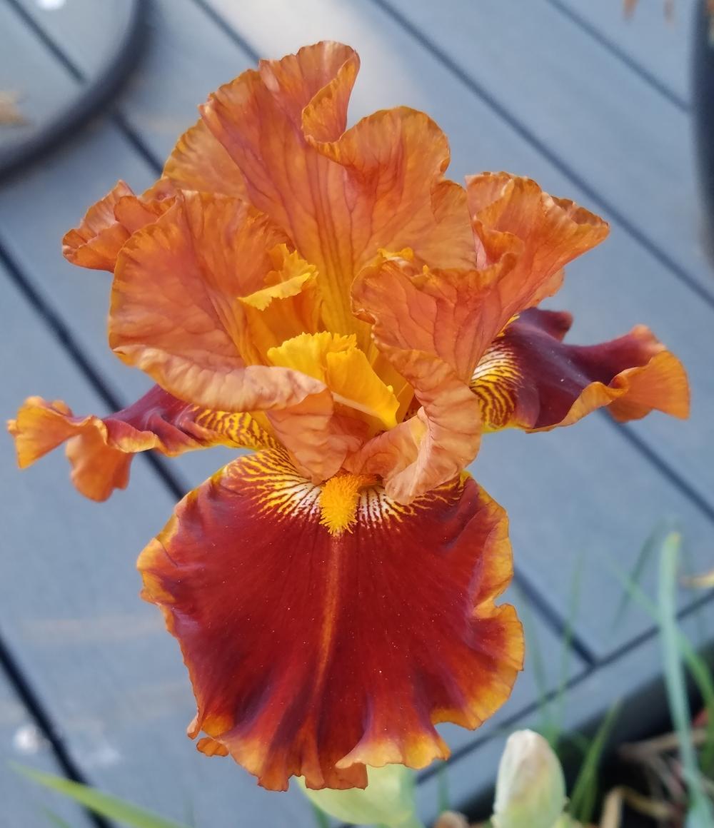Photo of Tall Bearded Iris (Iris 'Rustler') uploaded by mesospunky