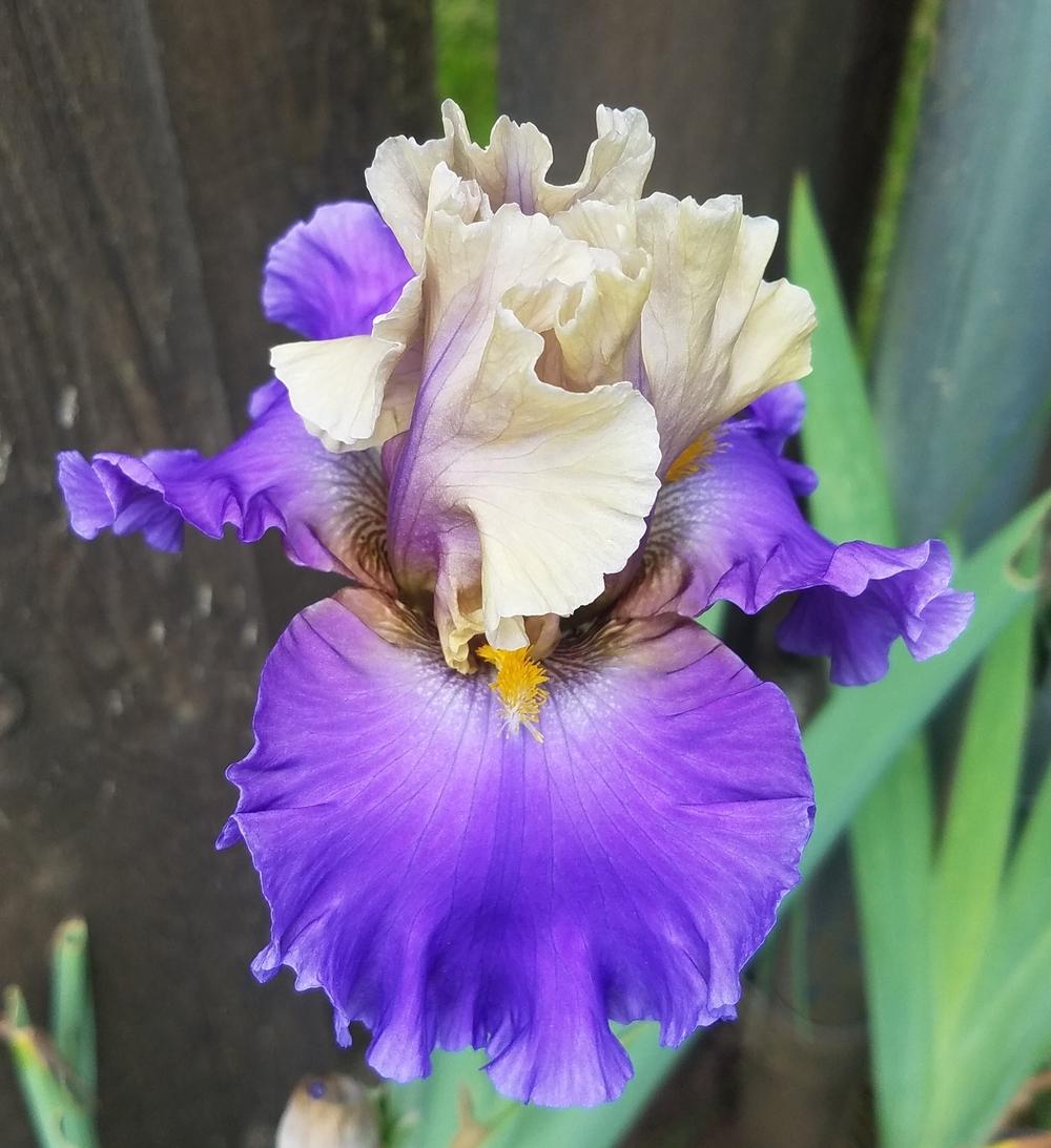 Photo of Tall Bearded Iris (Iris 'Subtle Beauty') uploaded by mesospunky