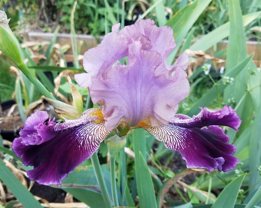 Photo of Tall Bearded Iris (Iris 'Smith Named Keith') uploaded by mesospunky