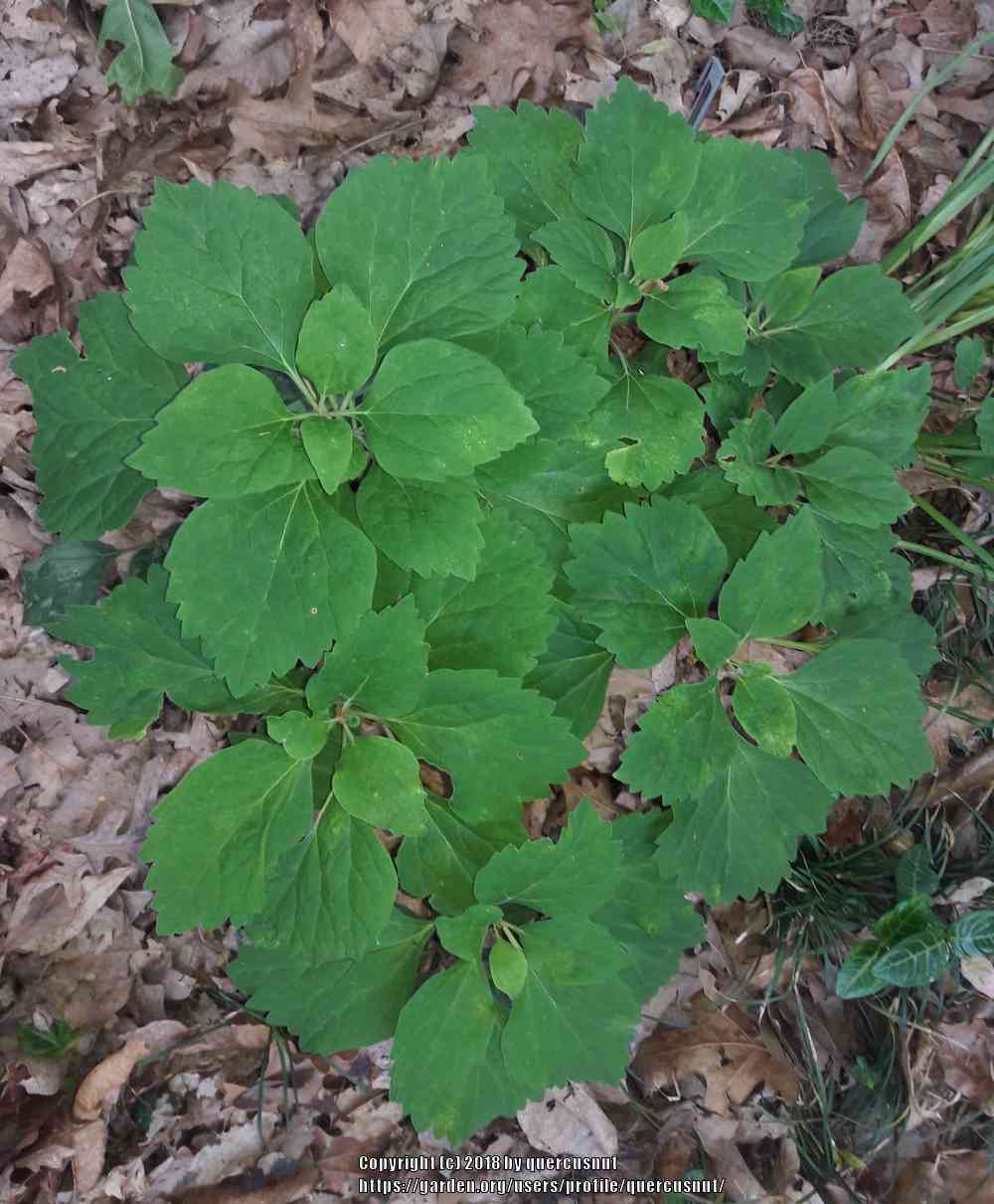 Photo of Allegheny Spurge (Pachysandra procumbens) uploaded by quercusnut
