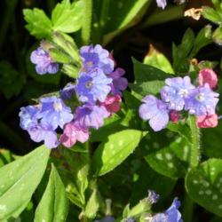 Location: Cedarhome, Washington
Date: 2018-05-08
Showing both blue and pink flowers