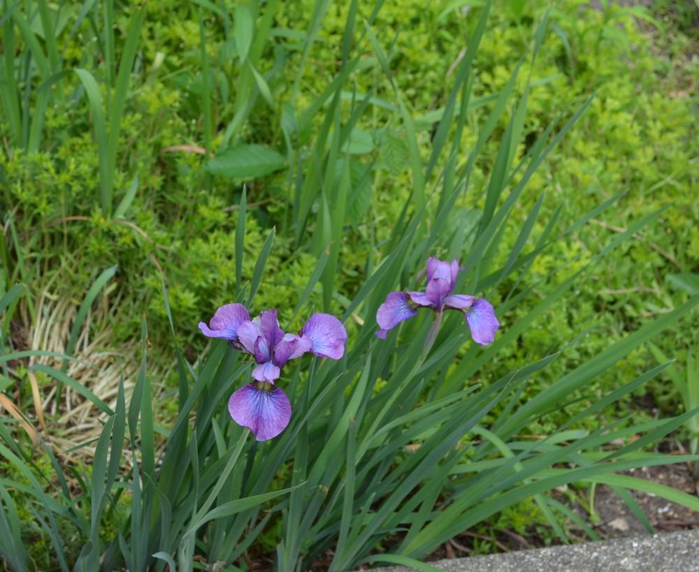 Photo of Irises (Iris) uploaded by Deby