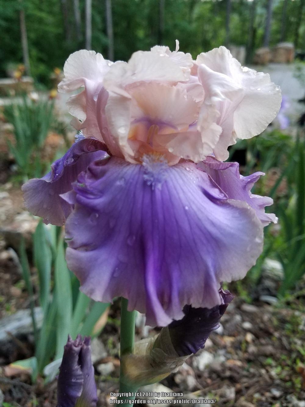 Photo of Tall Bearded Iris (Iris 'Florentine Silk') uploaded by DraDiana