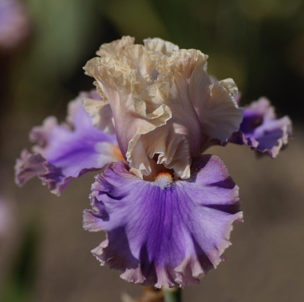Photo of Tall Bearded Iris (Iris 'Highly Classified') uploaded by Islandview