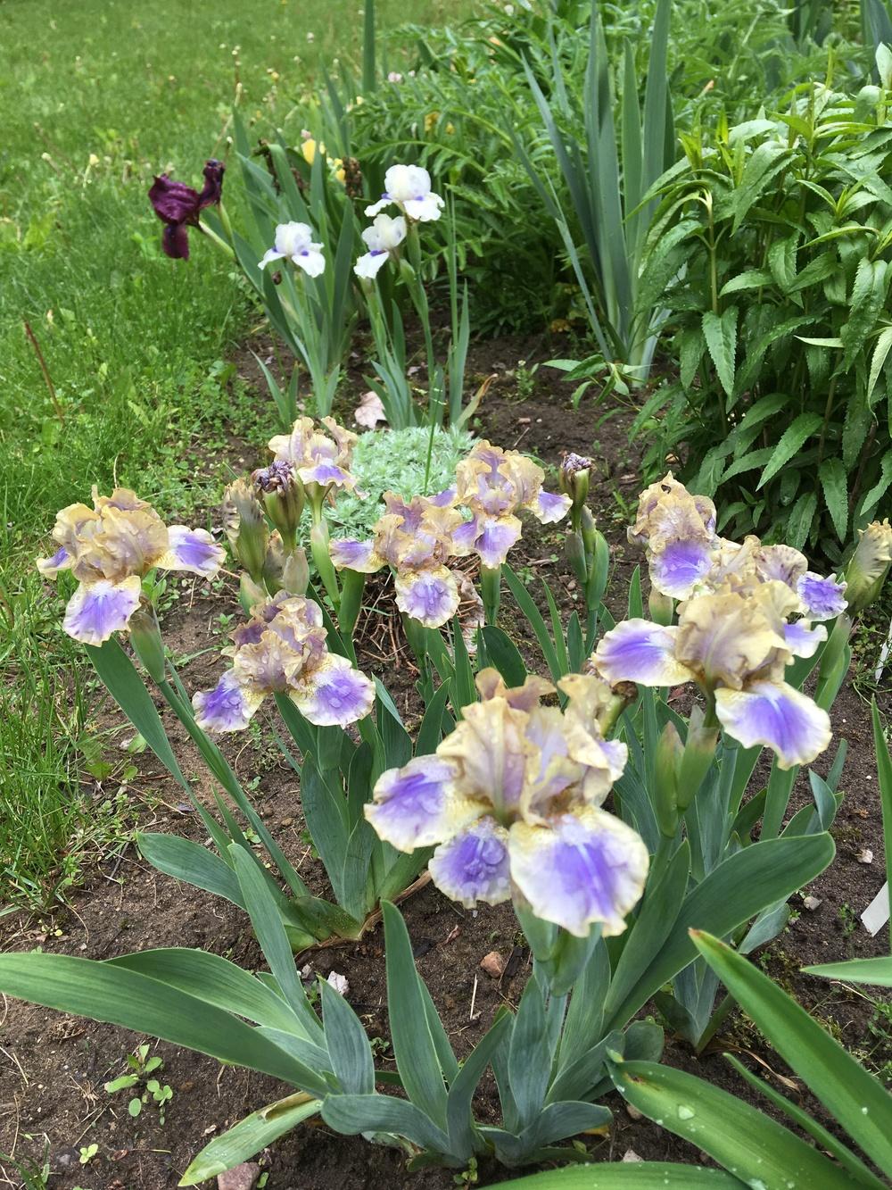 Photo of Standard Dwarf Bearded Iris (Iris 'Leopard Print') uploaded by Lbsmitty