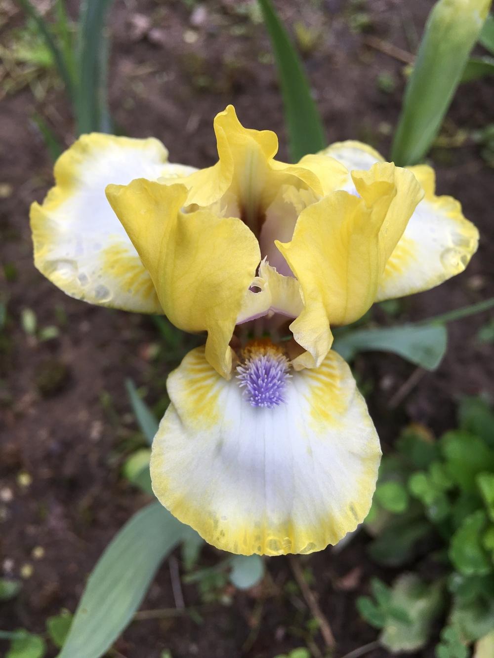 Photo of Standard Dwarf Bearded Iris (Iris 'Dancing Bunnies') uploaded by Lbsmitty
